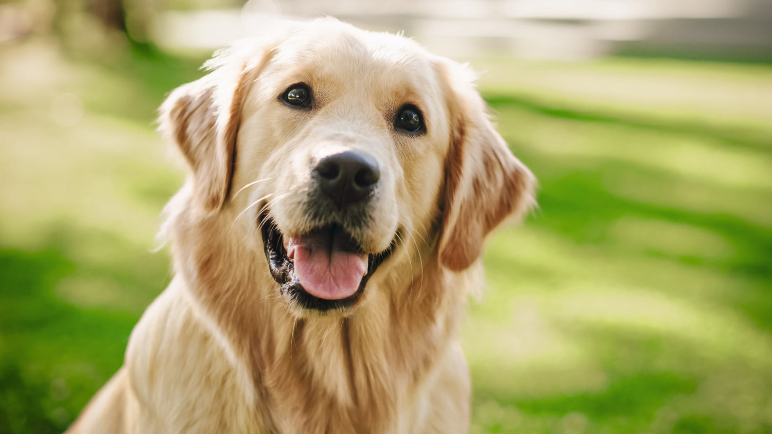 Warum sollte ich tiefgefrorenes Hundefutter kaufen?