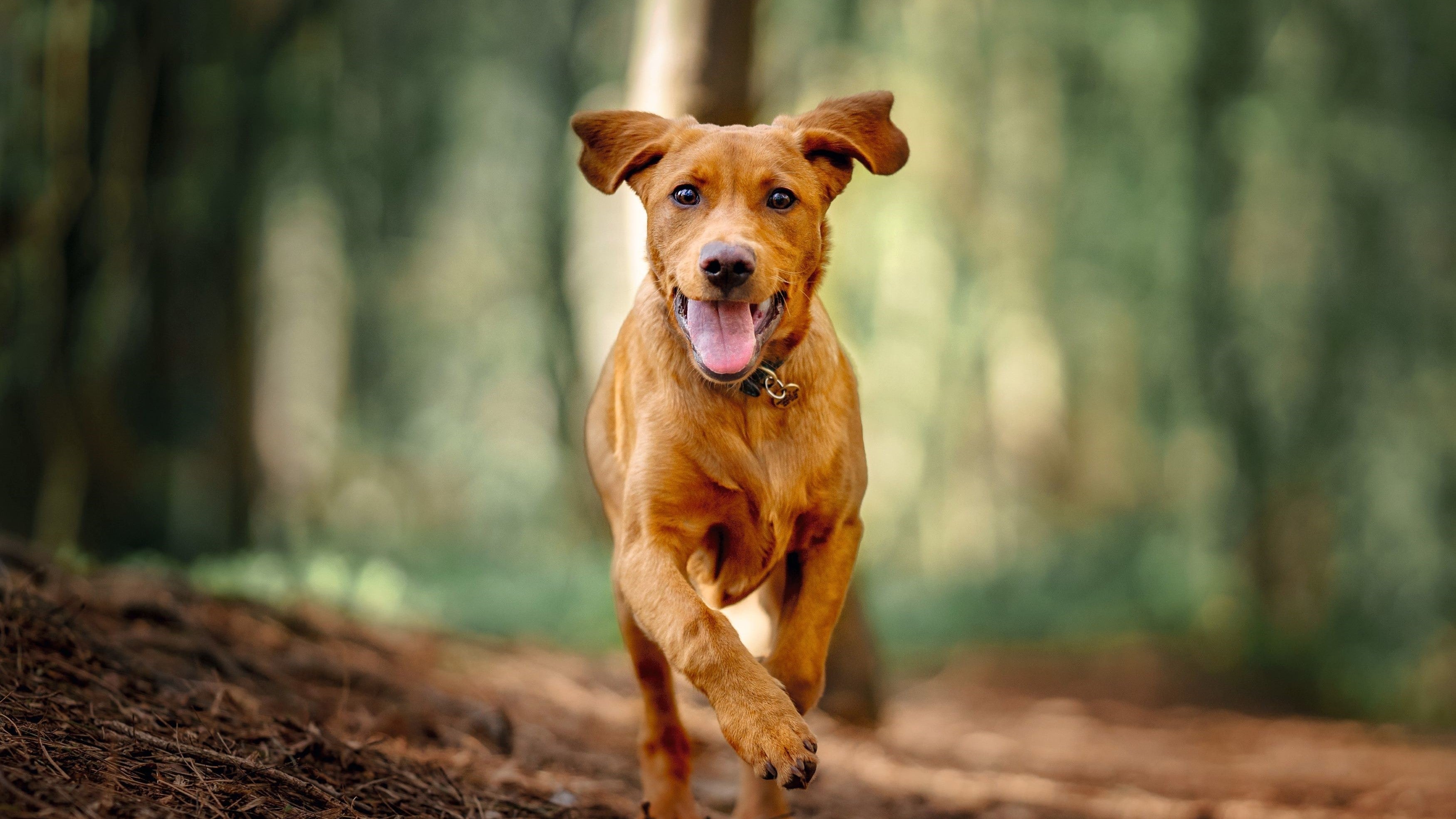 Gesundes Hundefutter, glücklicher Hund